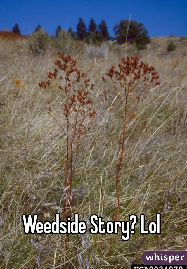 Weedside Story? Lol