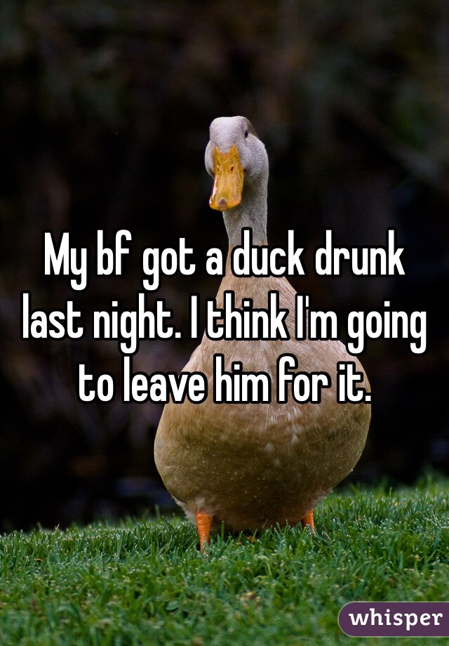 My bf got a duck drunk last night. I think I'm going to leave him for it. 