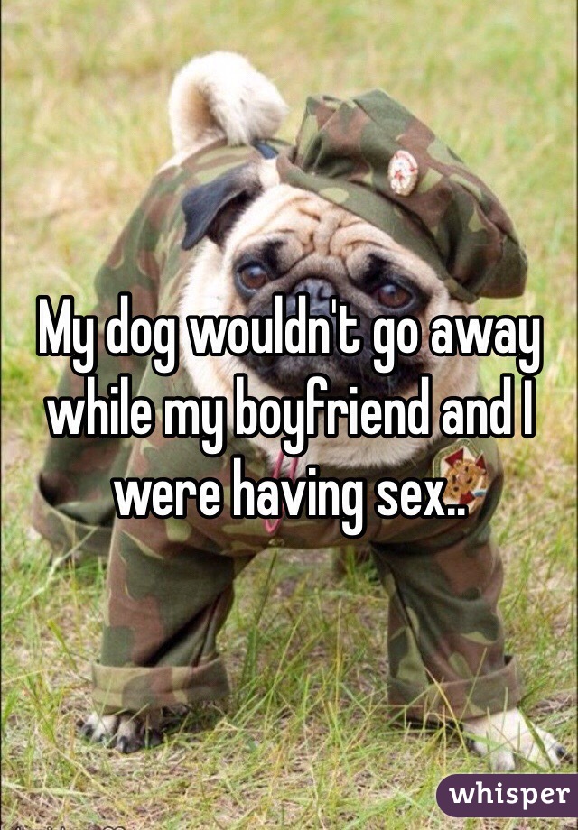 My dog wouldn't go away while my boyfriend and I were having sex..