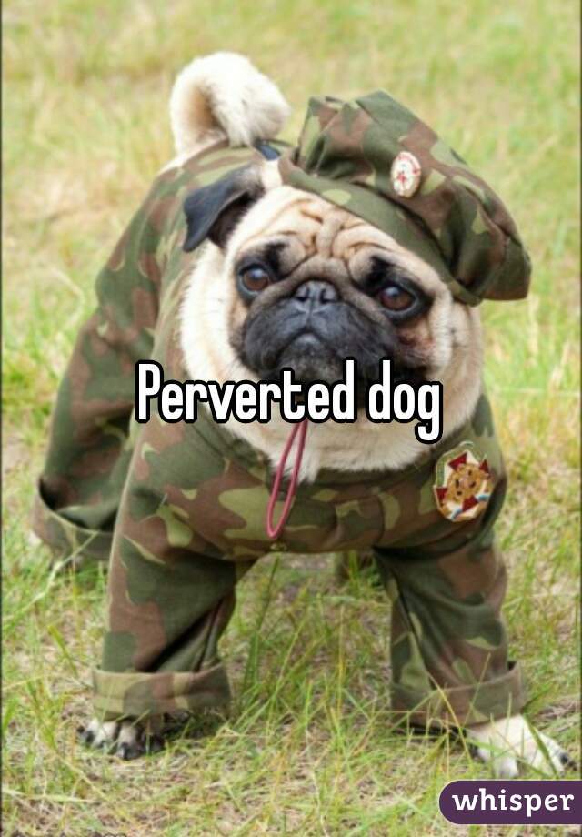 Perverted dog