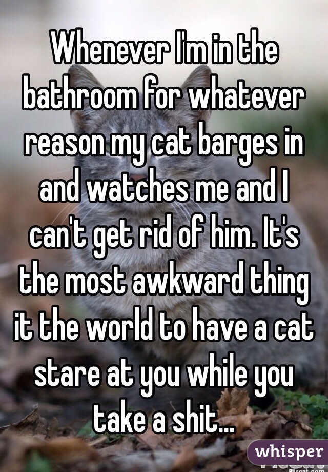 Whenever I'm in the bathroom for whatever reason my cat barges in and watches me and I can't get rid of him. It's the most awkward thing it the world to have a cat stare at you while you take a shit...