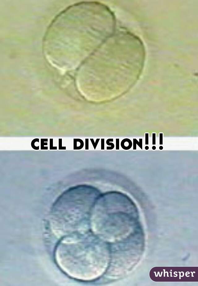 cell division!!!