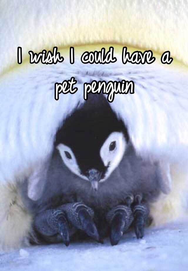 I wish I could have a pet penguin