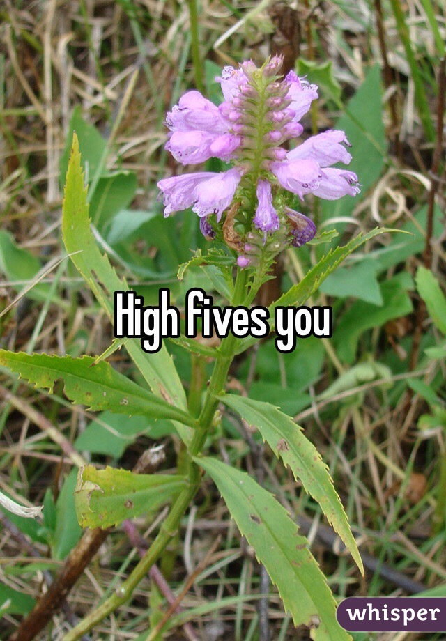 High fives you
