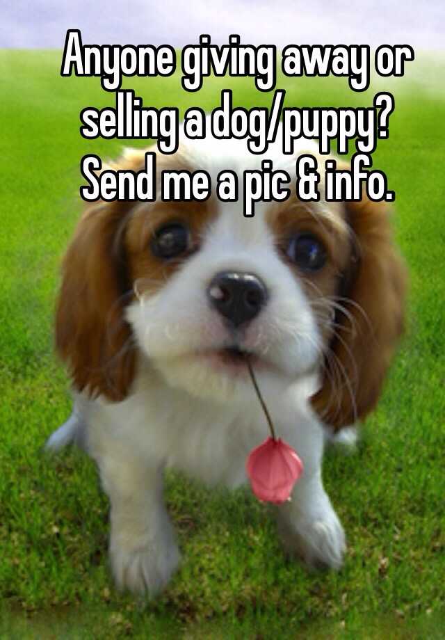 Anyone giving away or selling a dog/puppy? Send me a pic & info.