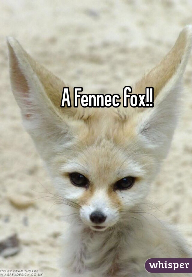  A Fennec fox!!