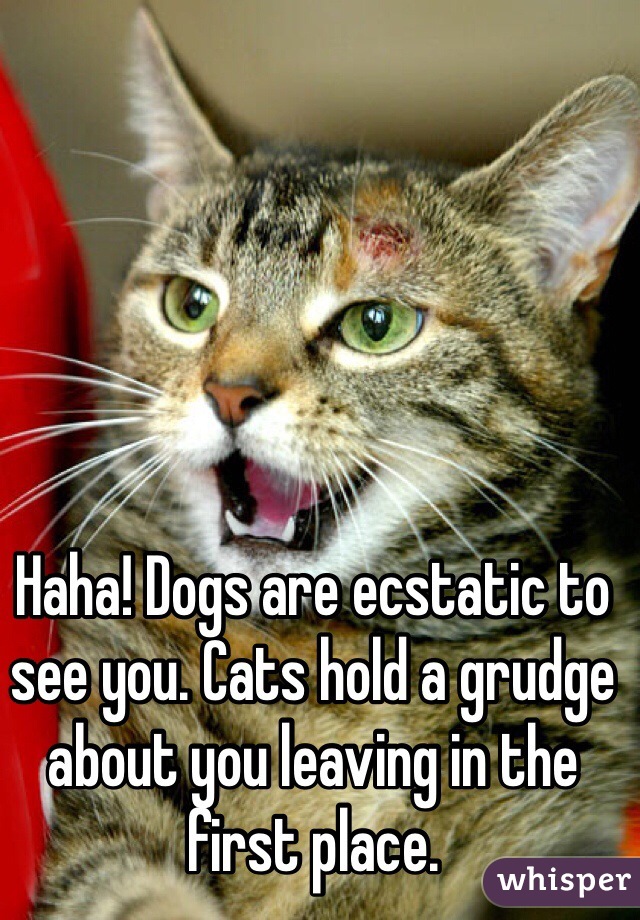 Haha! Dogs are ecstatic to see you. Cats hold a grudge about you leaving in the first place. 