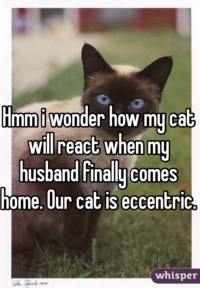 Hmm i wonder how my cat will react when my husband finally comes home. Our cat is eccentric.