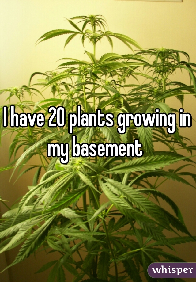 I have 20 plants growing in my basement  