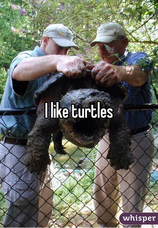 I like turtles