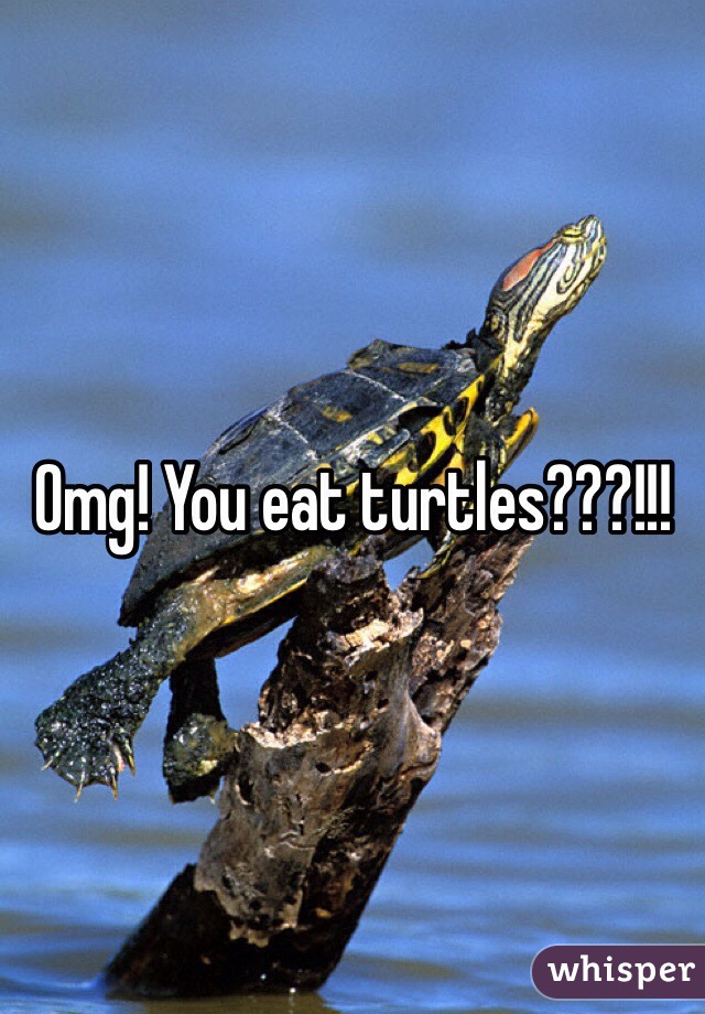 Omg! You eat turtles???!!! 