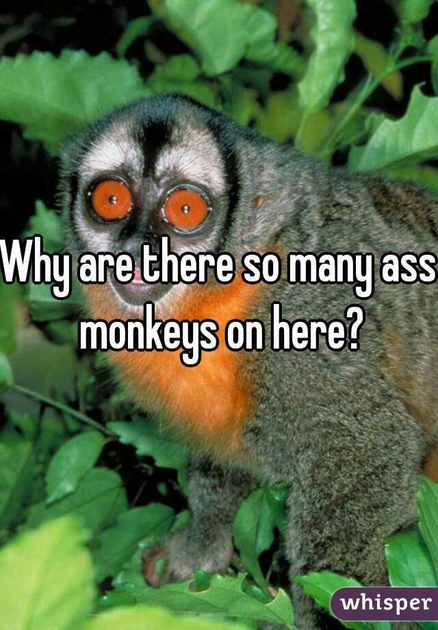 Why are there so many ass monkeys on here?