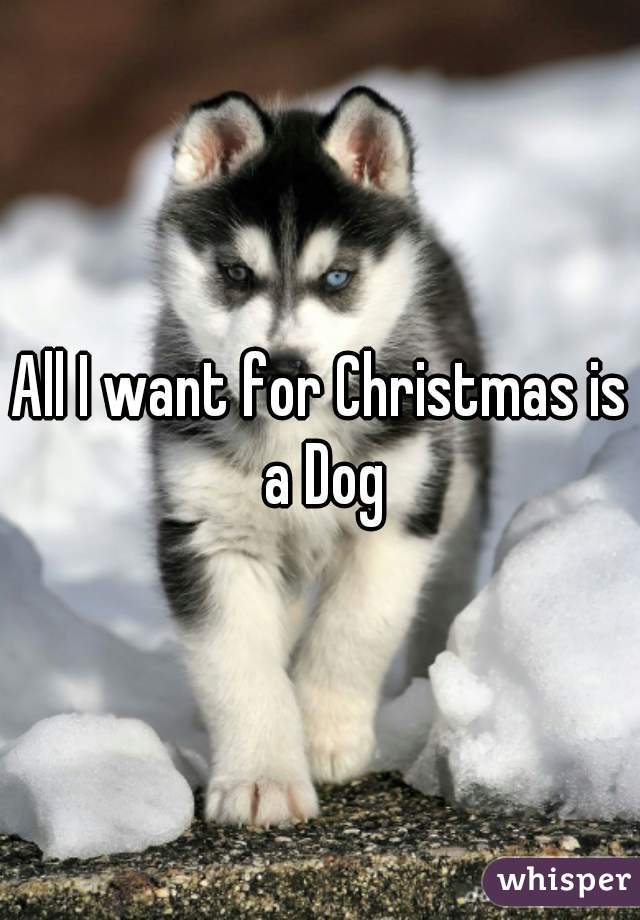 All I want for Christmas is a Dog