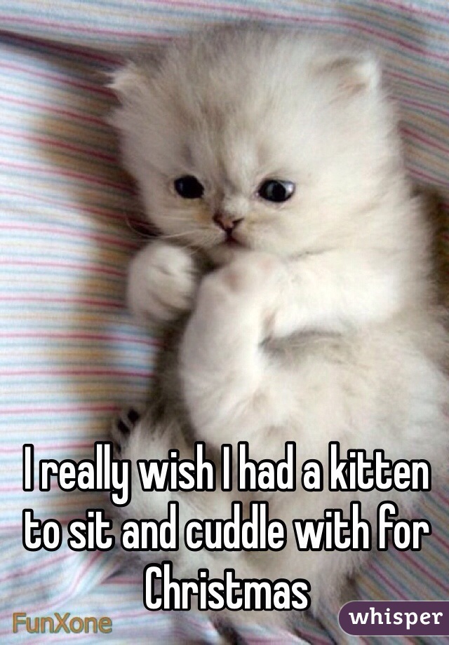 I really wish I had a kitten to sit and cuddle with for Christmas 