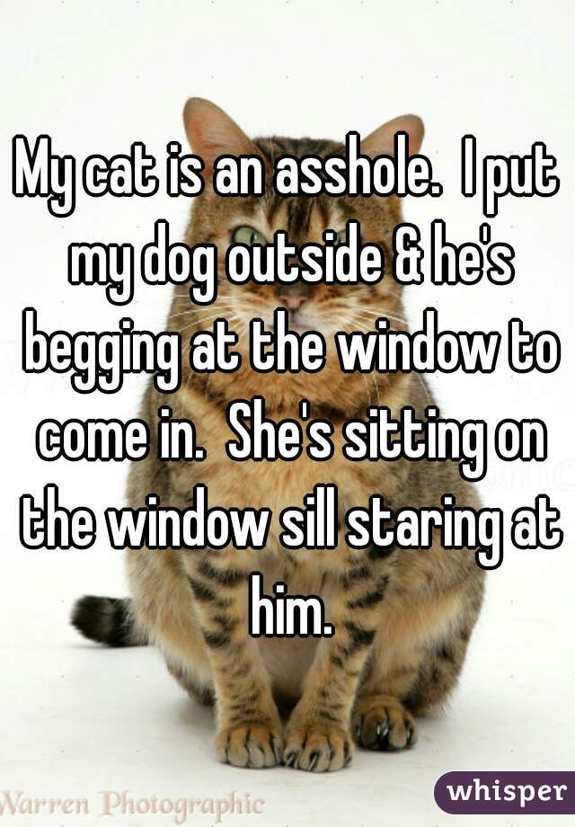 My cat is an asshole.  I put my dog outside & he's begging at the window to come in.  She's sitting on the window sill staring at him.