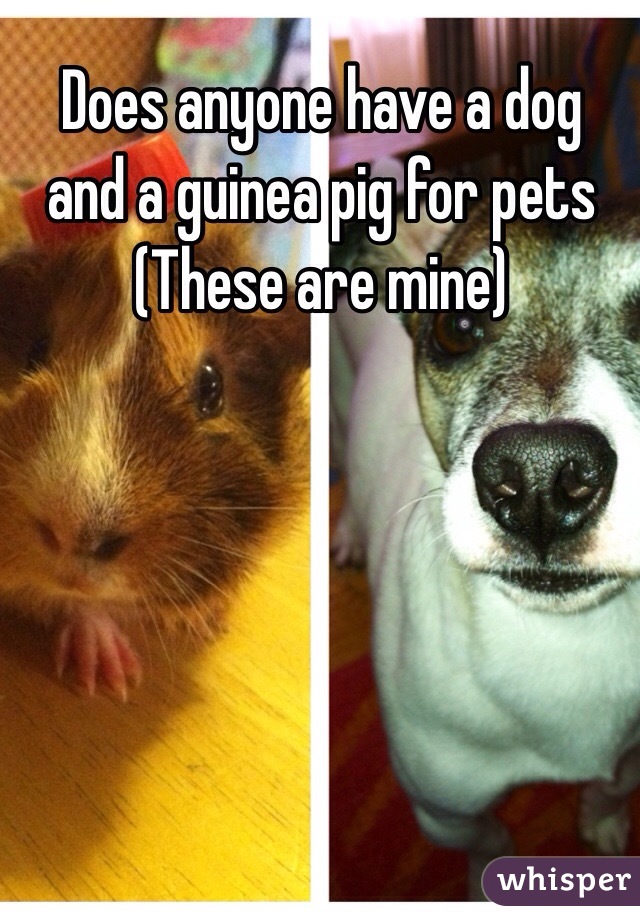 Does anyone have a dog and a guinea pig for pets 
(These are mine)