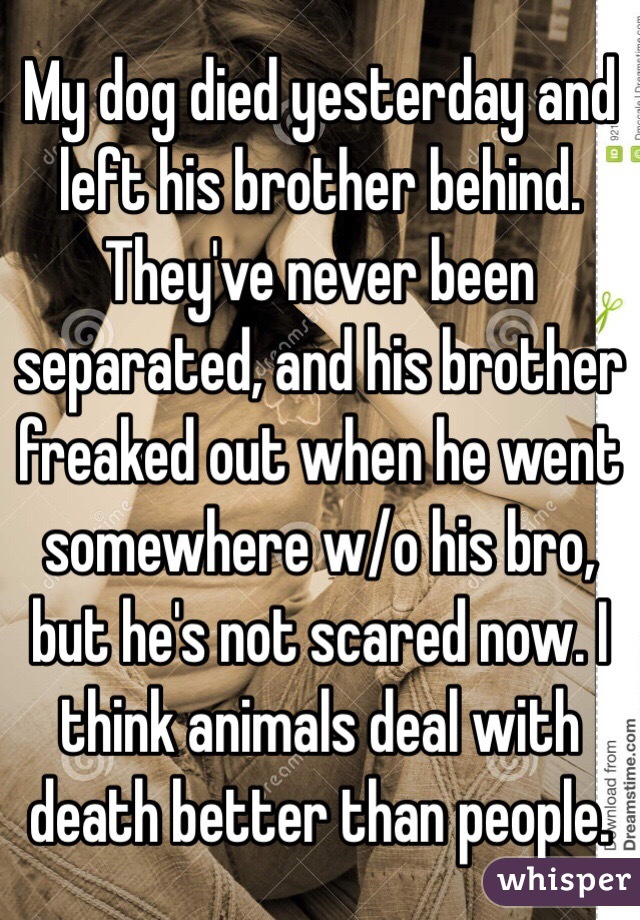 My dog died yesterday and left his brother behind. They've never been separated, and his brother freaked out when he went somewhere w/o his bro, but he's not scared now. I think animals deal with death better than people.