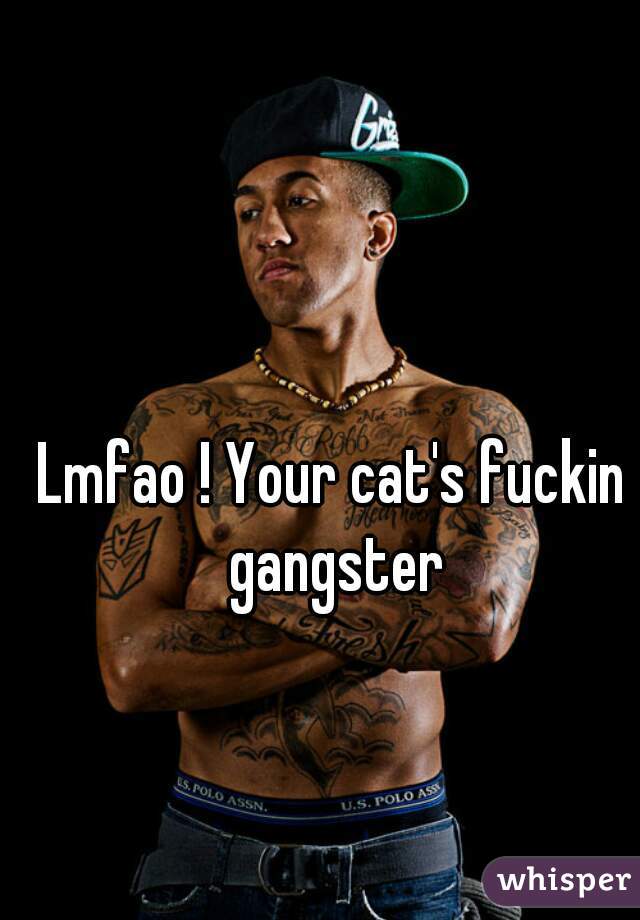 Lmfao ! Your cat's fuckin gangster