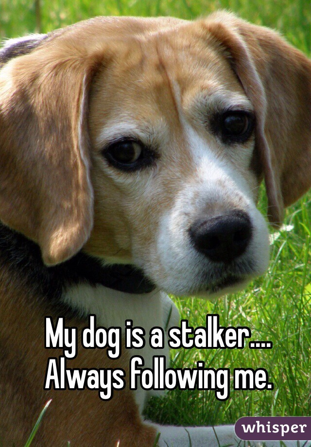 My dog is a stalker.... Always following me. 