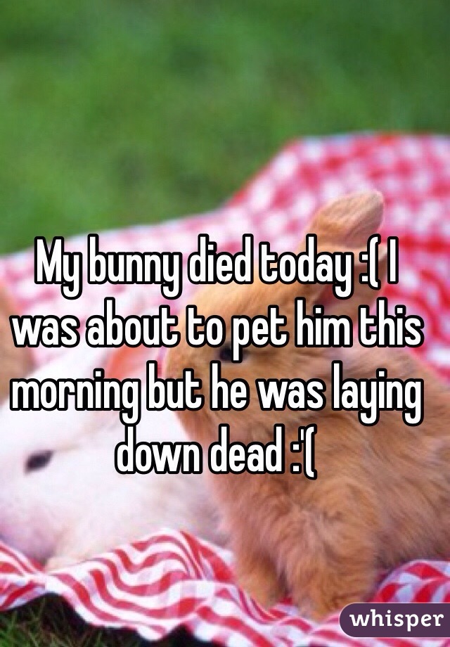 My bunny died today :( I was about to pet him this morning but he was laying down dead :'(