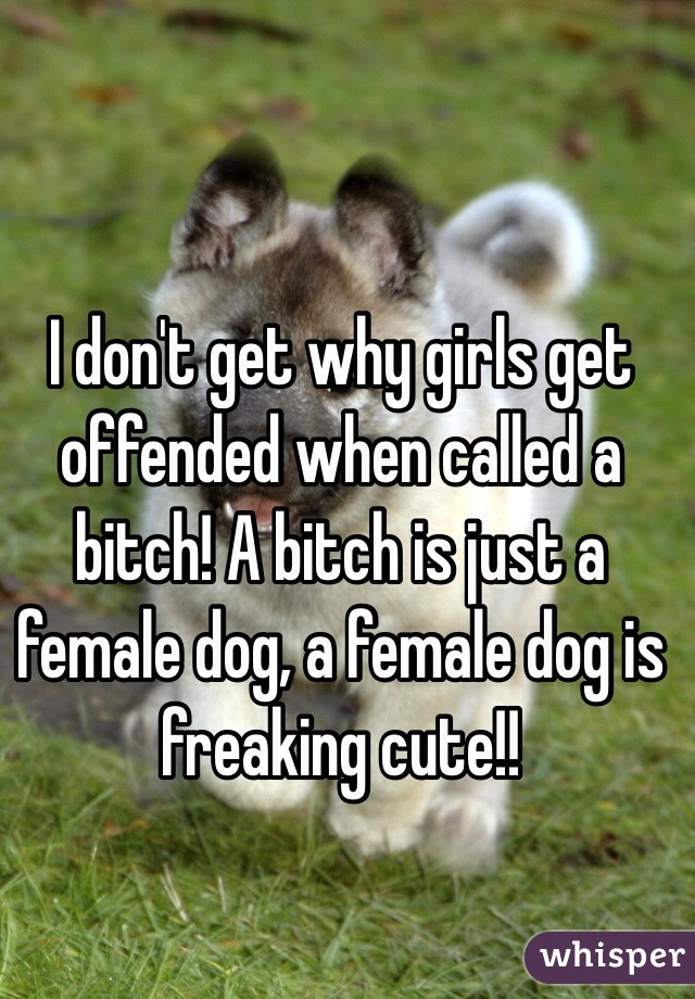 I don't get why girls get offended when called a bitch! A bitch is just a female dog, a female dog is freaking cute!!