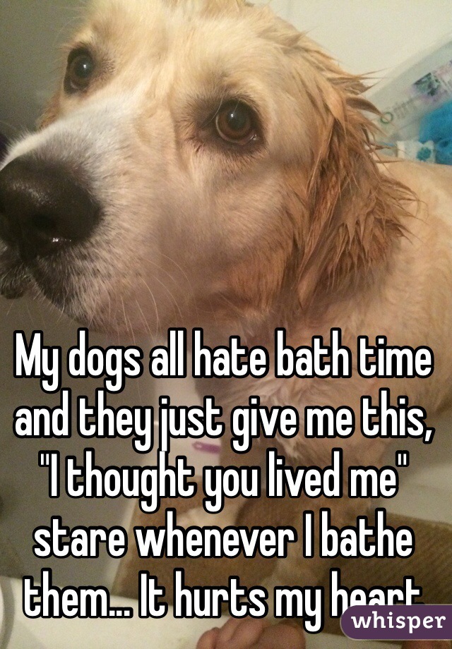 My dogs all hate bath time and they just give me this, "I thought you lived me" stare whenever I bathe them... It hurts my heart