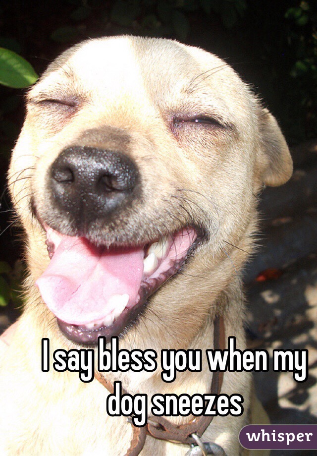 I say bless you when my dog sneezes 