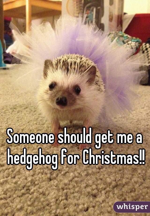 Someone should get me a hedgehog for Christmas!!