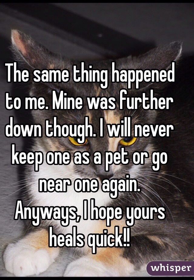 The same thing happened to me. Mine was further down though. I will never keep one as a pet or go near one again. 
Anyways, I hope yours heals quick!!