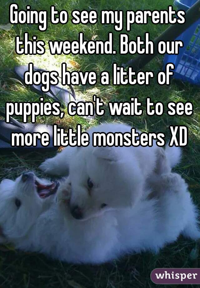 Going to see my parents this weekend. Both our dogs have a litter of puppies, can't wait to see more little monsters XD