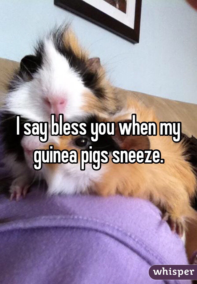 I say bless you when my guinea pigs sneeze. 