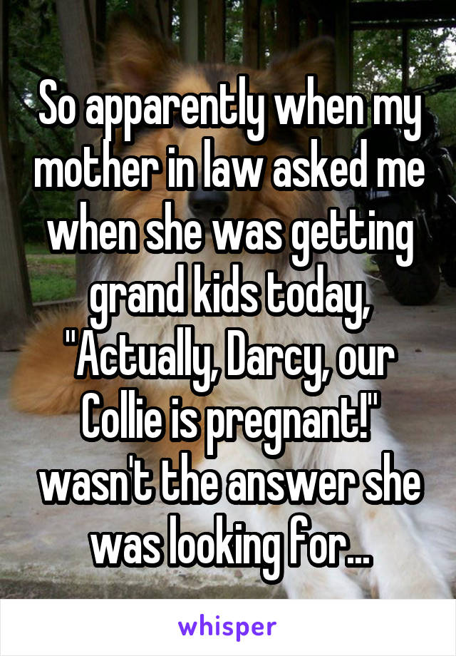 So apparently when my mother in law asked me when she was getting grand kids today, "Actually, Darcy, our Collie is pregnant!" wasn't the answer she was looking for...