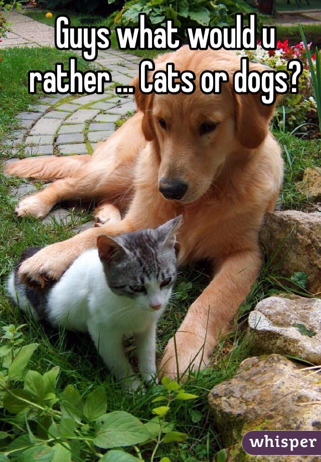 Guys what would u rather ... Cats or dogs? 