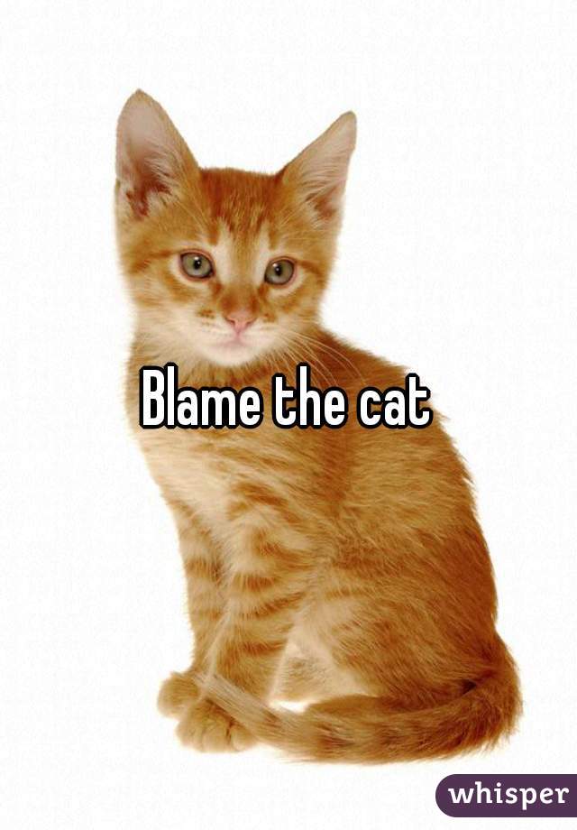 Blame the cat