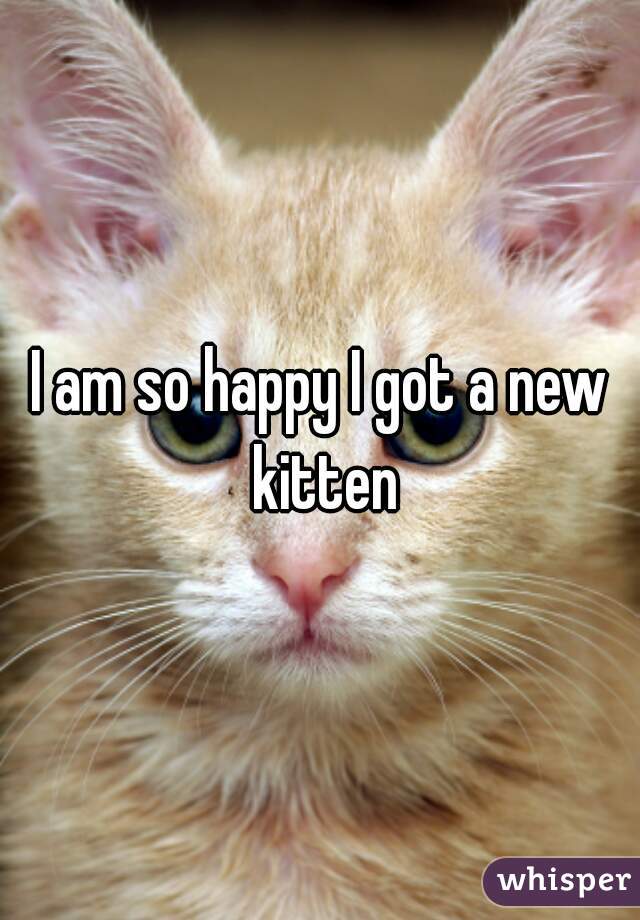 I am so happy I got a new kitten
