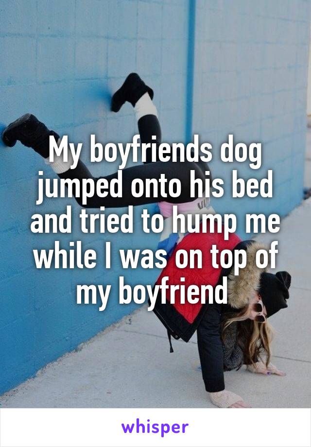 My boyfriends dog jumped onto his bed and tried to hump me while I was on top of my boyfriend 