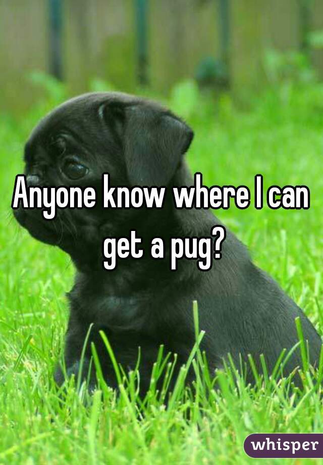 Anyone know where I can get a pug?