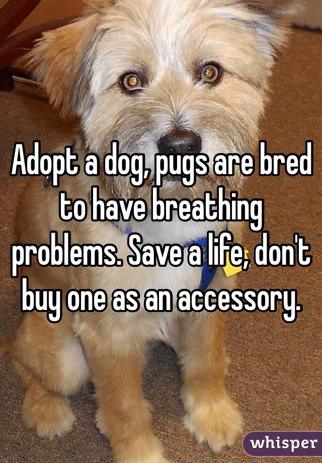 Adopt a dog, pugs are bred to have breathing problems. Save a life, don't buy one as an accessory.