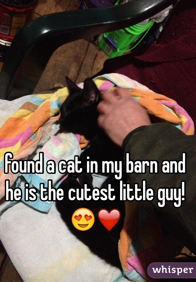 found a cat in my barn and he is the cutest little guy!😍❤️