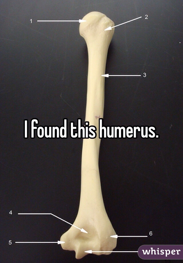 I found this humerus.