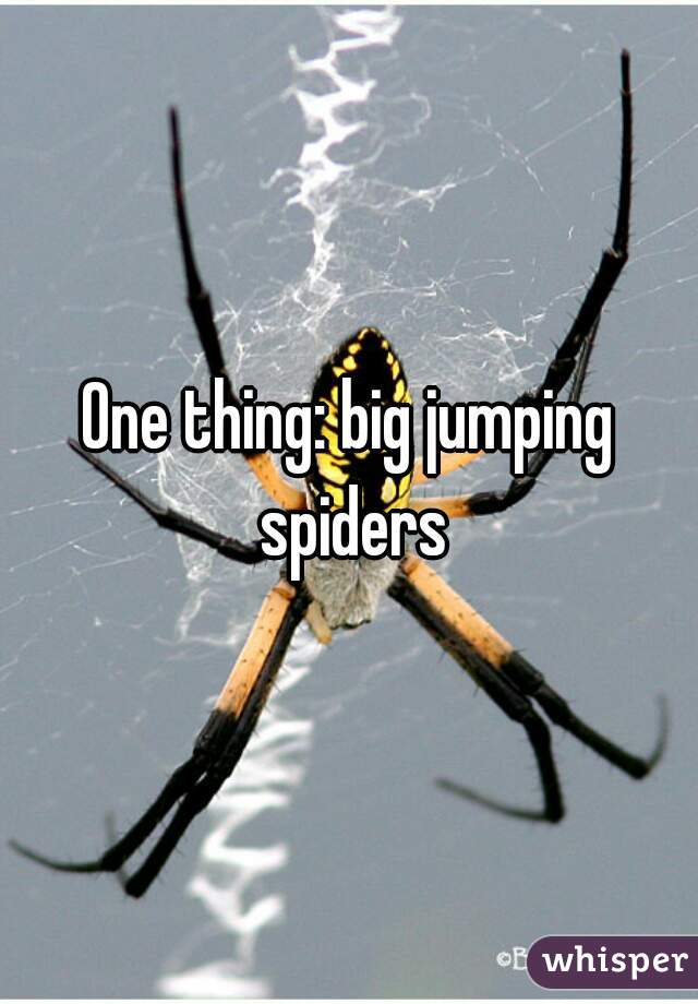 One thing: big jumping spiders