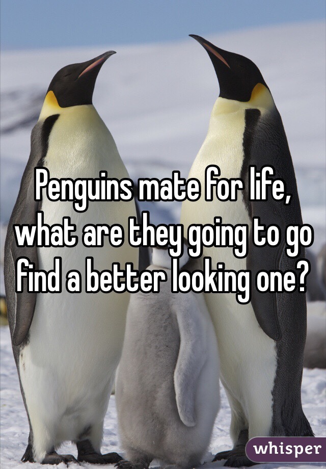 Penguins mate for life, what are they going to go find a better looking one?