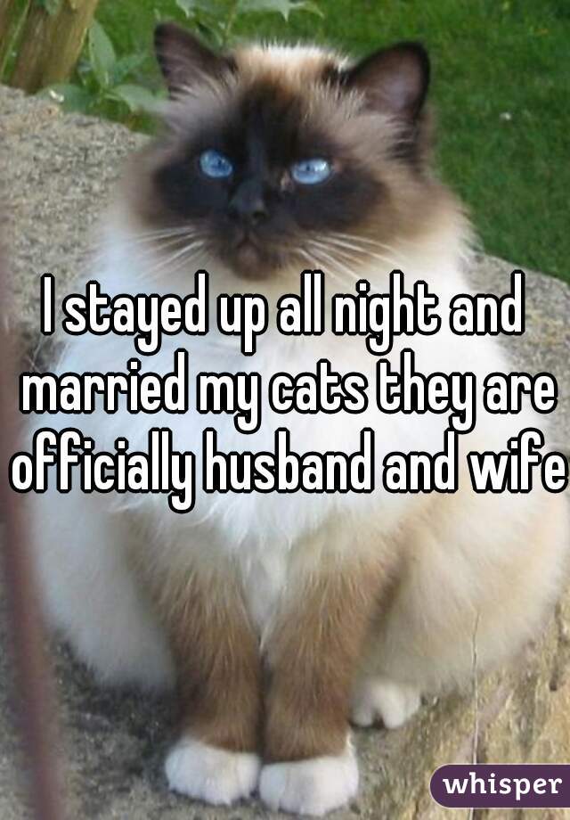 I stayed up all night and married my cats they are officially husband and wife