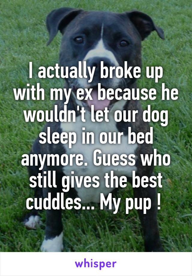 I actually broke up with my ex because he wouldn't let our dog sleep in our bed anymore. Guess who still gives the best cuddles... My pup ! 