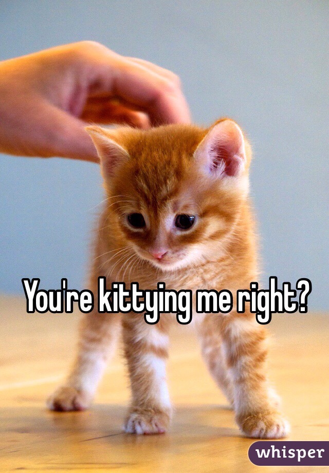 You're kittying me right?