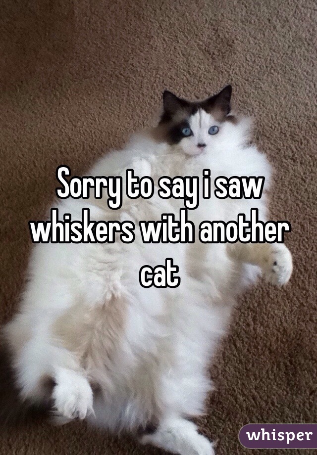Sorry to say i saw whiskers with another cat