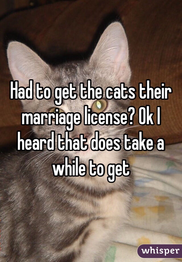 Had to get the cats their marriage license? Ok I heard that does take a while to get 