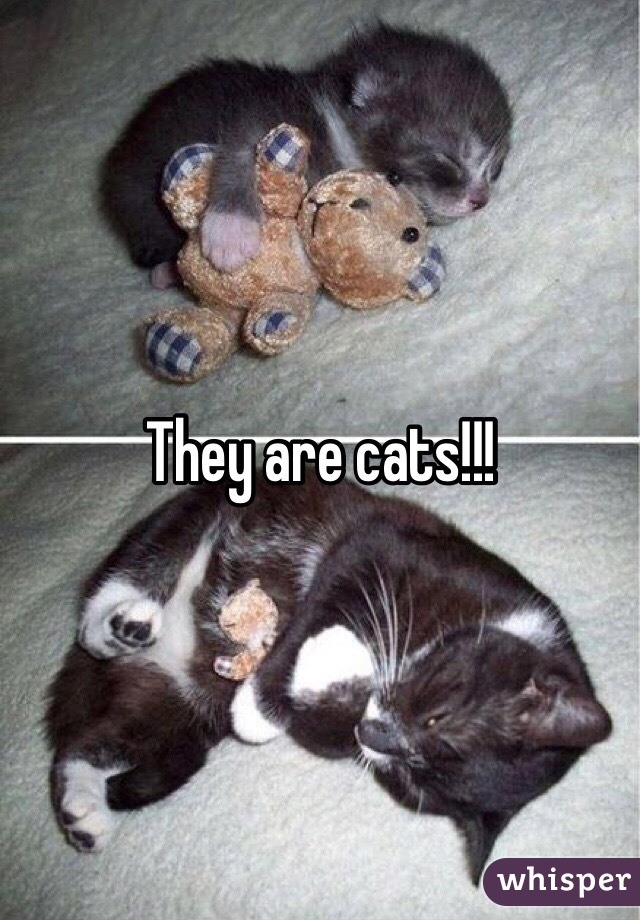 They are cats!!!