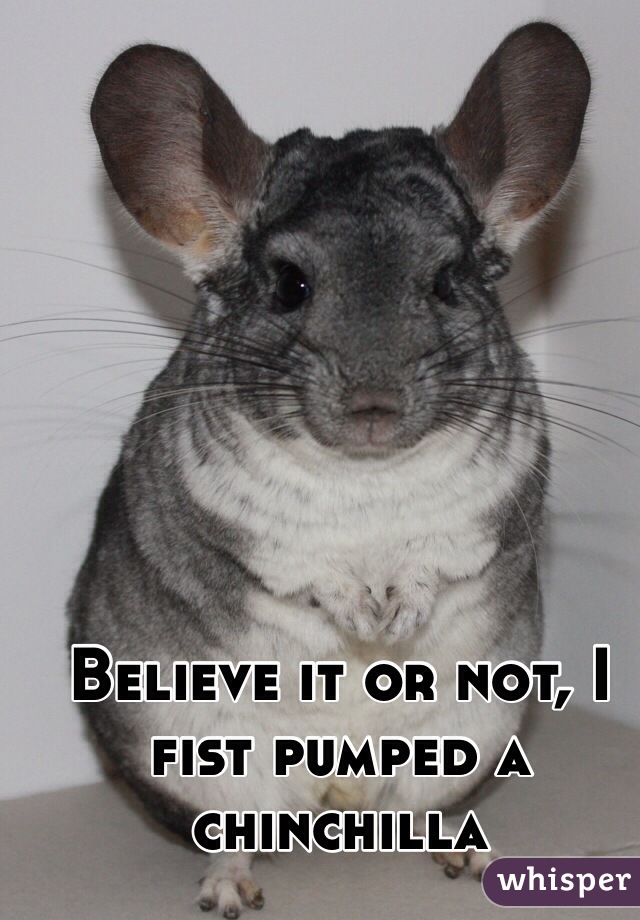 Believe it or not, I fist pumped a chinchilla