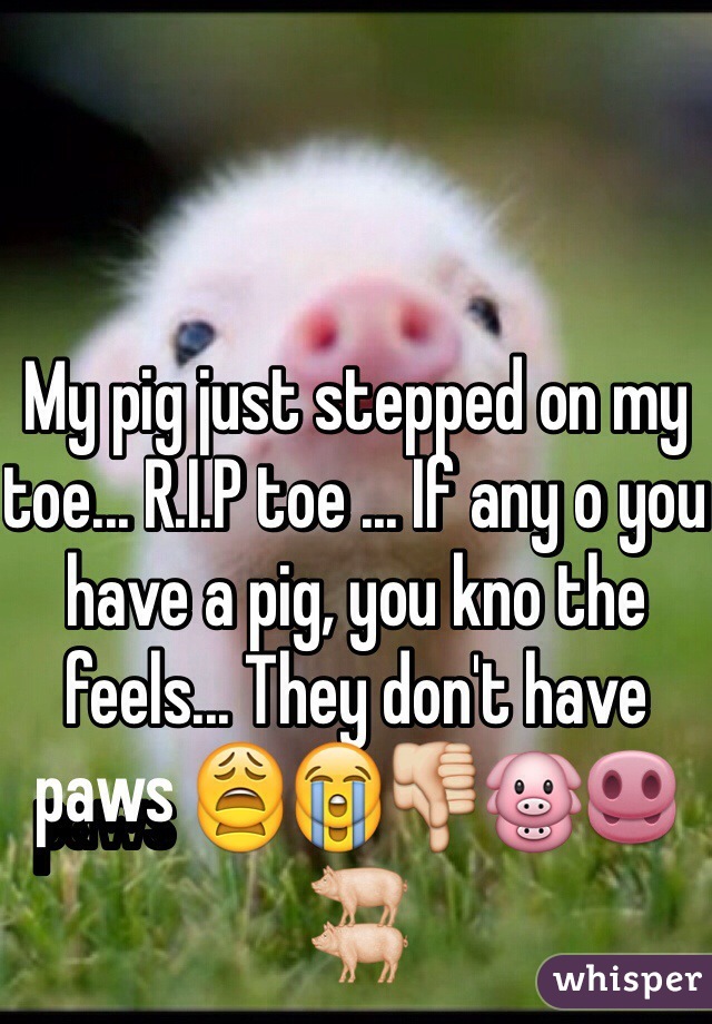 My pig just stepped on my toe... R.I.P toe ... If any o you have a pig, you kno the feels... They don't have paws 😩😭👎🐷🐽🐖